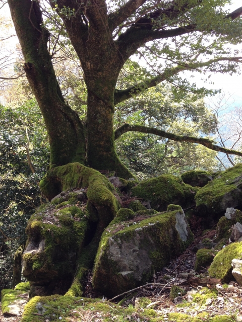 若桜鬼ヶ城（鳥取県）