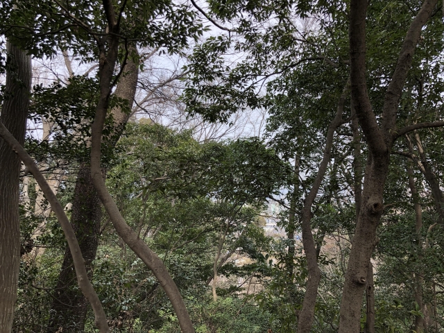 小沢城