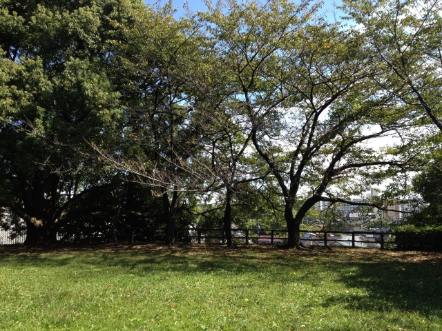 大高城